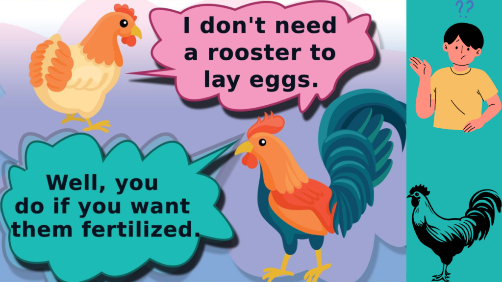 How Does a Rooster Fertilise an Egg